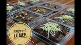 Resep Brownies Kukus Lumer
