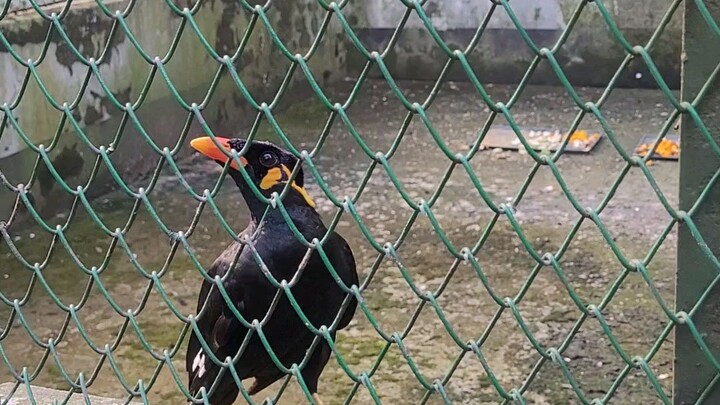 The bird speaks very sweetly.🥰