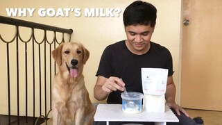 Puppy Lab Milk Review | Goat's Milk Para sa Aso/Tuta (Goat’s Milk for Dogs)