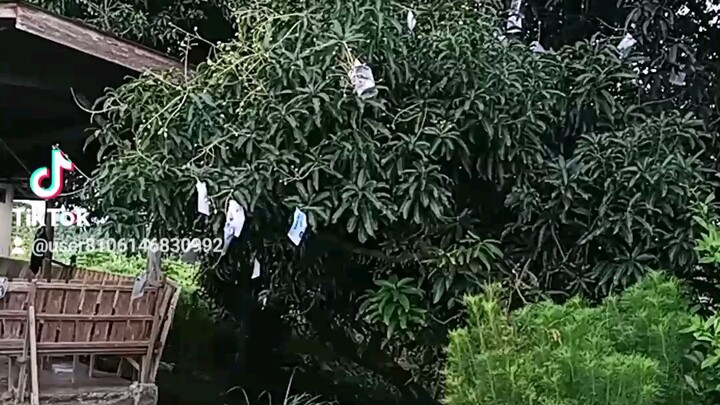 cover the mango time