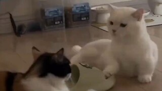两只猫咪吵架，没想到白猫一怒之下