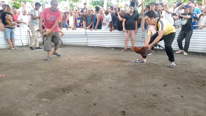 grabi talaga mga bulet ne celso from triple c game farm