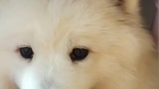 Ahhhhhhhhhh Samoyed can eat aunty! ! ! ! Ye Gui is stupid, but really beautiful