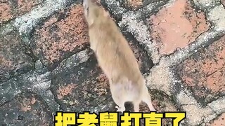 Hit the mouse straight