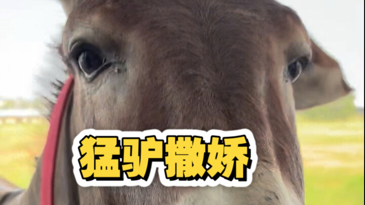 تعال، انظر إلى الحمار المجنون وهو يدلع