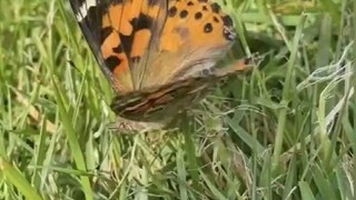 网友把毛毛虫养成了蝴蝶