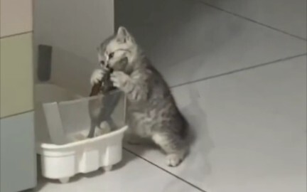 Turtle: Sometimes I'm really at a loss for words.