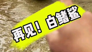 再见，鲨鱼！