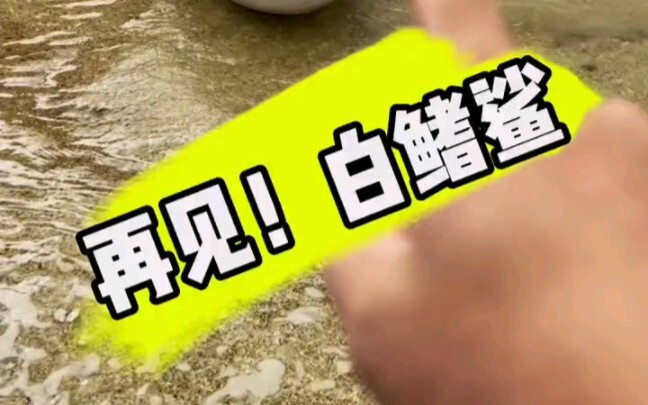 再见，鲨鱼！