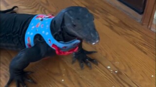 What is it like to keep a lizard at home? It might even be cute if you like it?