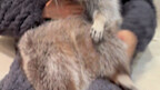 Does it hurt when a raccoon slaps it like this?