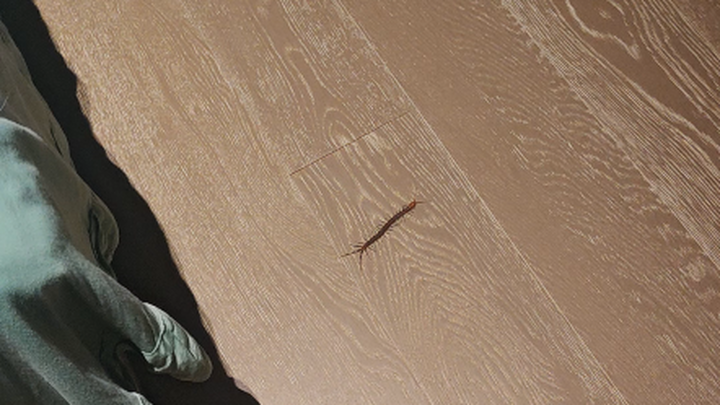 Pertama kali lihat kelabang sebesar ini, apalagi di dalam rumah, langsung kaget luar biasa!