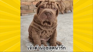 สัตว์เลี้ยงเพื่อนขนปุย : เจ้าตัวน้อยสุดน่ารัก