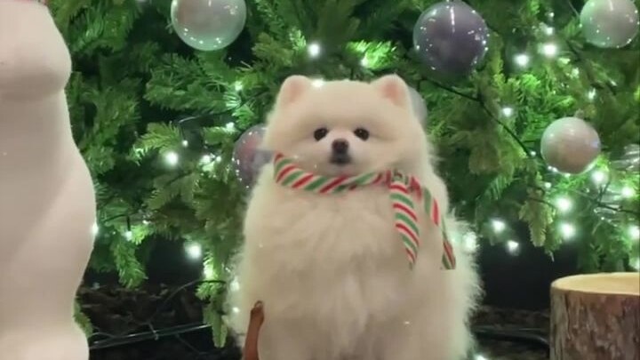 The protagonist of “Frozen” has actually turned into a cute little dog!