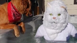 ชีวิตประจำวันของลูกสุนัขและลูกแมว