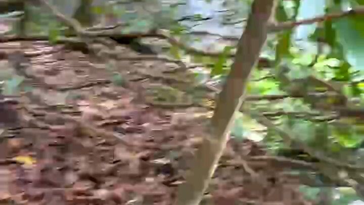 mai vàng rừng tự nhiên. chưa qua chỉnh sửa tạo dáng