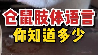 仓鼠的肢体语言解析，秒懂它的心思