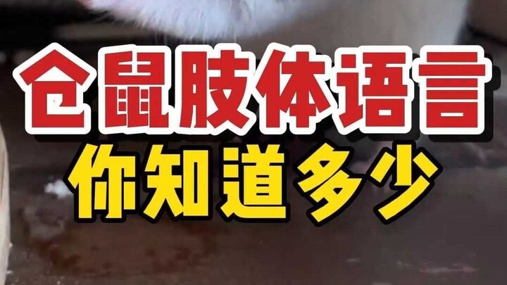 วิเคราะห์ภาษากายของหนูแฮมสเตอร์ เข้าใจความคิดของมันในพริบตา