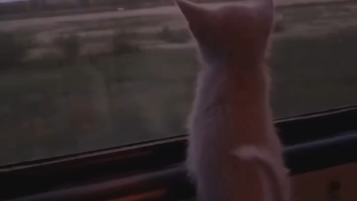Kucing kecil yang lucu