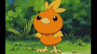 Torchic chú gà nghịch ngợm