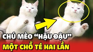 Thanh niên mèo "HẬU ĐẬU" cùng 1 CHỖ NGÃ 2 LẦN vì muốn nhảy qua tường về nhà 😂 | Yêu Lu