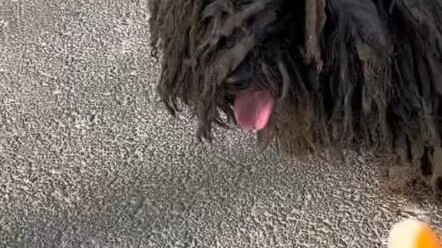 หมาจรจัดไม่ต้องเร่ร่อนอีกต่อไป