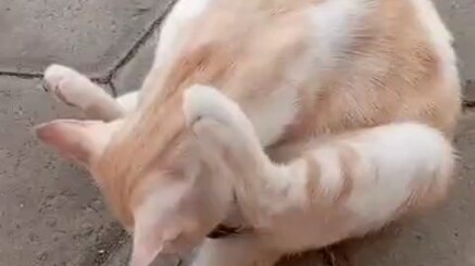 Cat: You damn it
