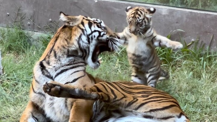 “แม่ไม่ตีหนูมาสามวันแล้ว…” ลูกเสือตัวเดียวสุดซน แม่เสือบอกว่า “ลูกของเราเอง ก็ได้แต่ทนไป…”
