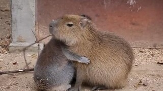 Pelukan manis antara lemur ekor cincin dan capibala