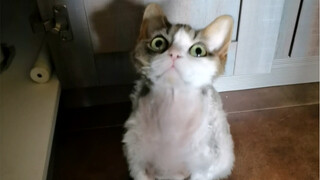 A cat with low IQ isn't necessarily a "silly cat," but a "silly cat" definitely has a low IQ! 5555