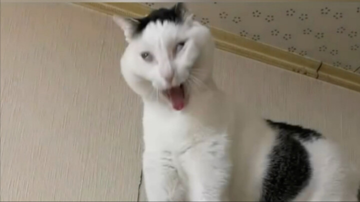 Kucing ini, si kucing