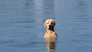 Anjing penenang: Aku tinggal di laut, begitulah