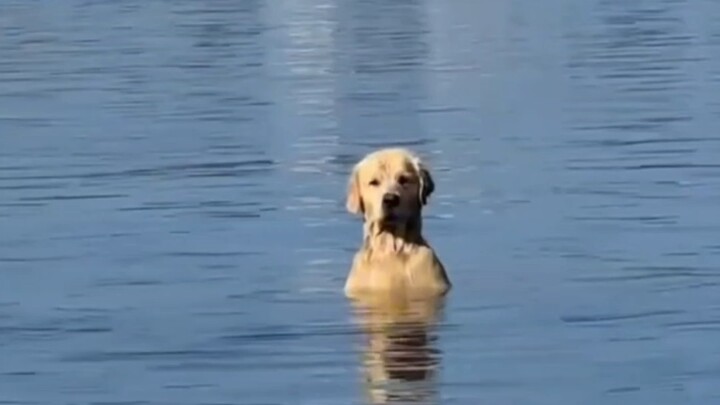抚慰犬：我住海里得了