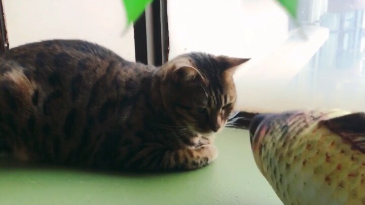 It’s Here! Liquid Cat! A Day Trip to a Cat Café (ﾐ´ω`ﾐ)