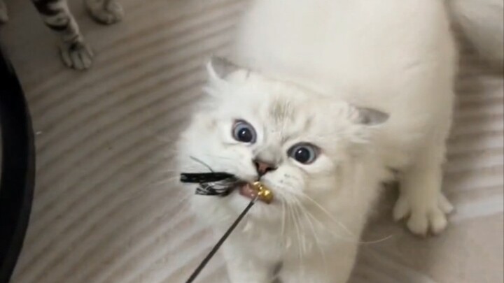 เจ้านายแมวตัวนี้เกิดมาเป็นกบฏ!