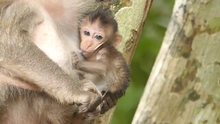 Cute Baby Monkey Charlee Get Full Milk Today, Thanks Charla For Giving Her Full Milk, Baby Will Grow