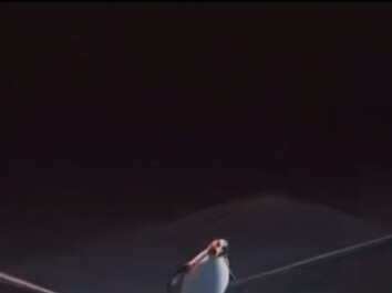 Desperate Penguin