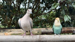 Fishing makes you poor for three years, bird-watching ruins your life—so what does that make me?