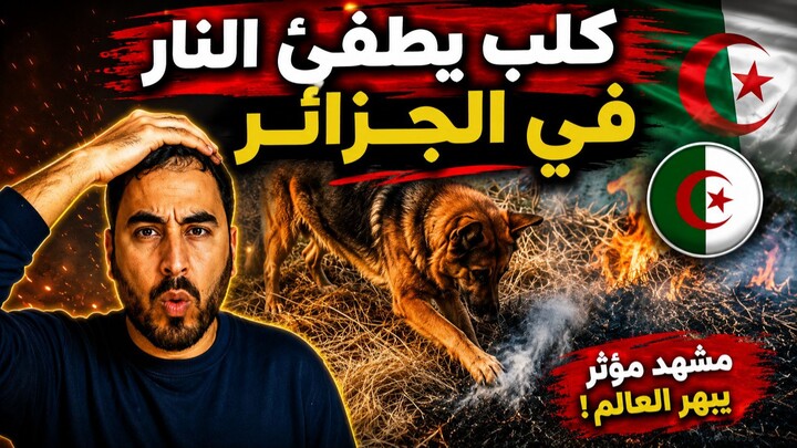 مشهد لافت في الجزائر.. كلب يساعد في إخماد حرائق الغابات ويثير تفاعلًا واسعًا