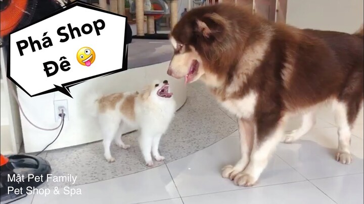 Mật rủ đồng bọn về phá shop và cái kết/ HONEY invite his friend go home to play - Mật Pet Family