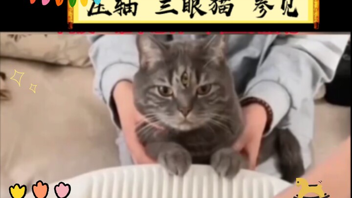 Kung Fu Divine Cat Has Arrived—Tremble, Mortals!