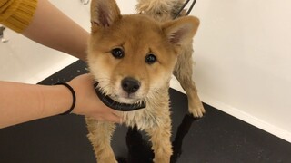 [Hewan]Pengalaman mandi pertama bayi Shiba Inu Moko