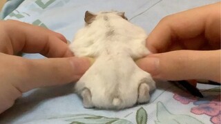 【هامستر】وخز وخدش ورائع