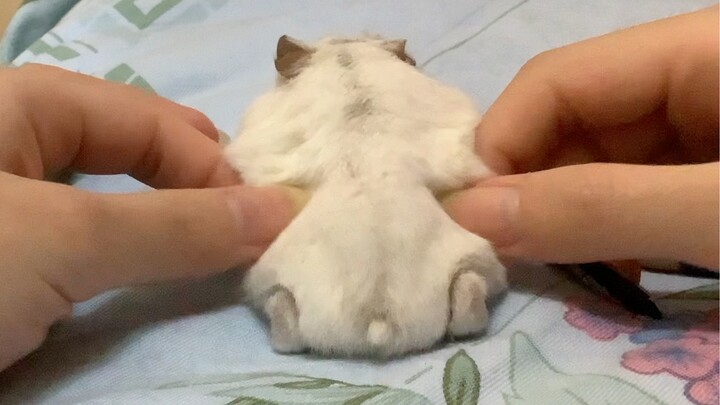 [Hamster] Prickly, Itchy, Awesome