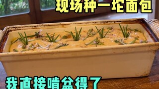 Plant a pot of bread on the spot, I might as well eat it directly