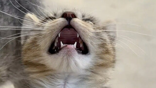 奶奶家奶凶奶凶的小狸花