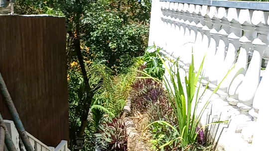 Fence hanging plants.