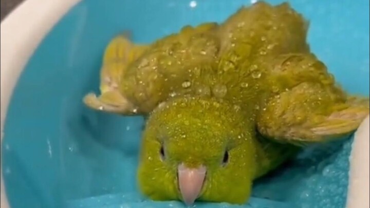 Outrageous Bird on TikTok #40