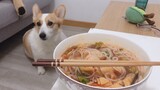 Eating snail noodles in front of a corgi? ?