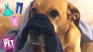 Pupper Helps Human with Laundry 🐶👕 | Funny Pet Compilation